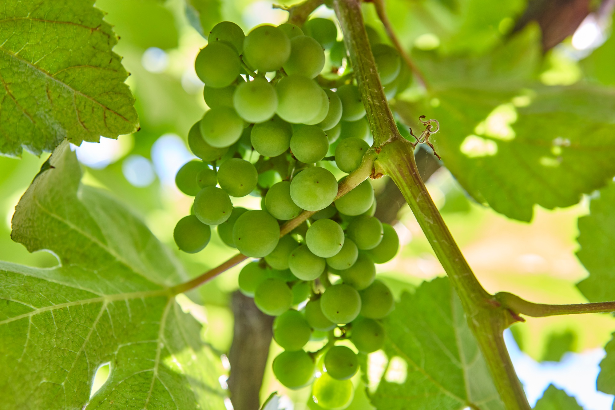 Detalle de racimo de uvas en Ribeira Sacra. Galicia, España