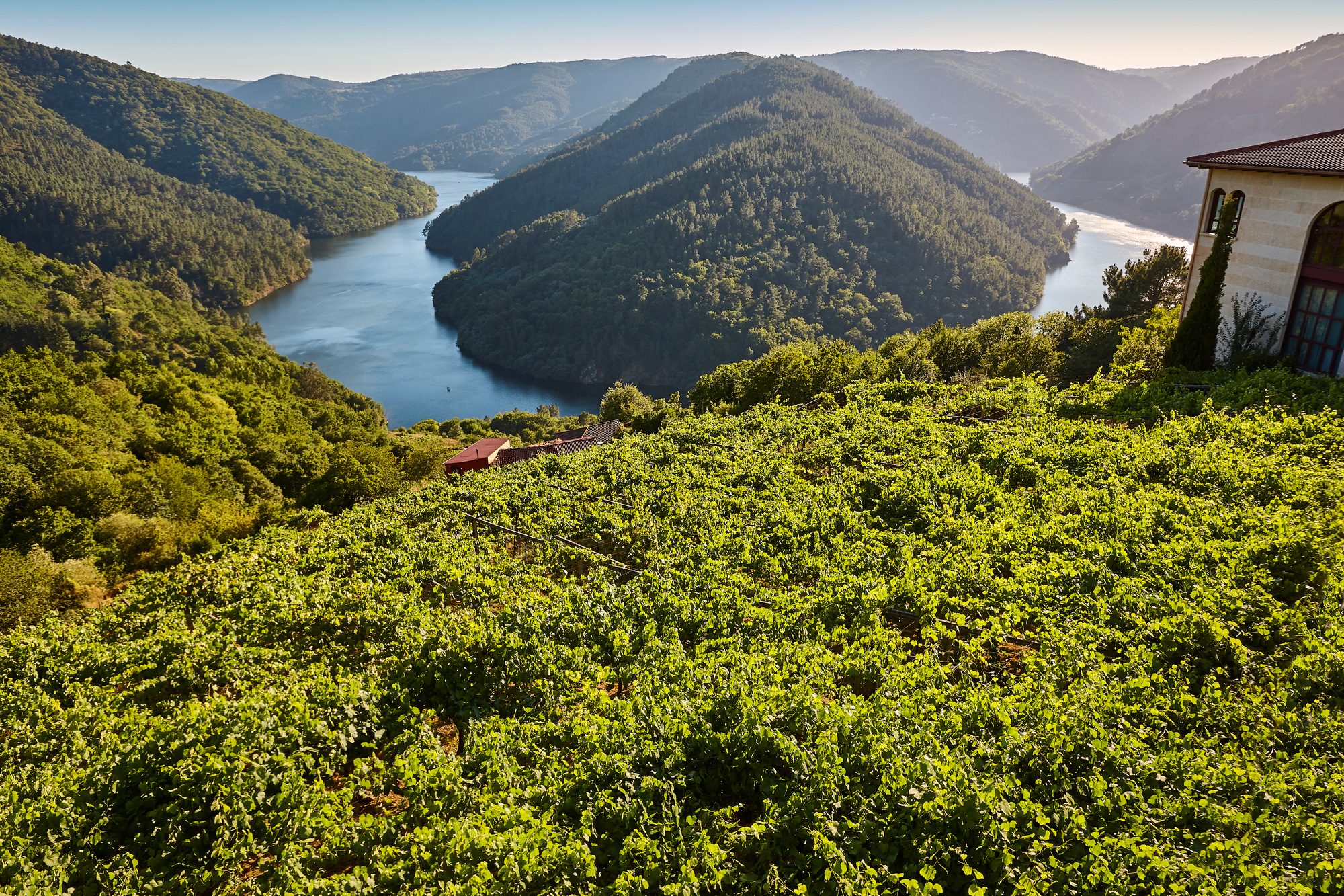 Viñedos en terraza de Ribeira sacra y río Sil en Galicia, España